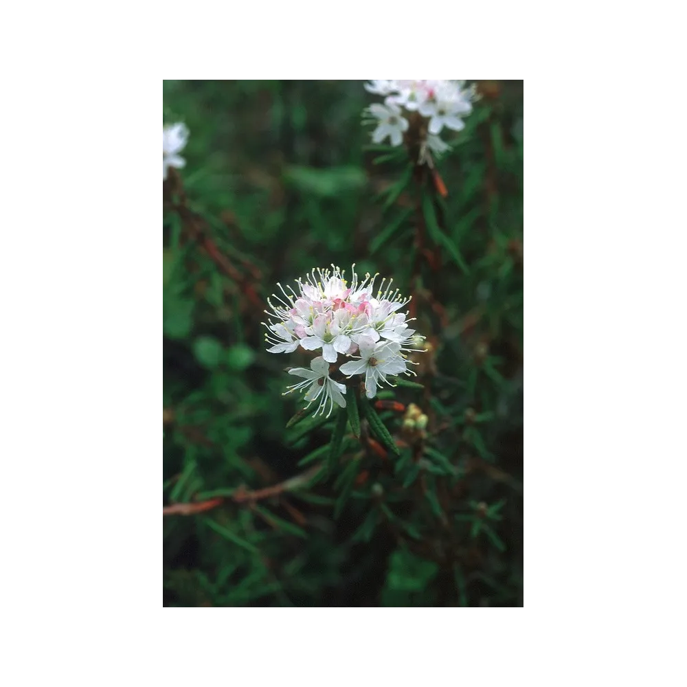 Essence Unique d'Alaska - Thé du Labrador (Ledum palustre) 7,4 ml