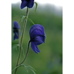 Essence unique d'Alaska -...
