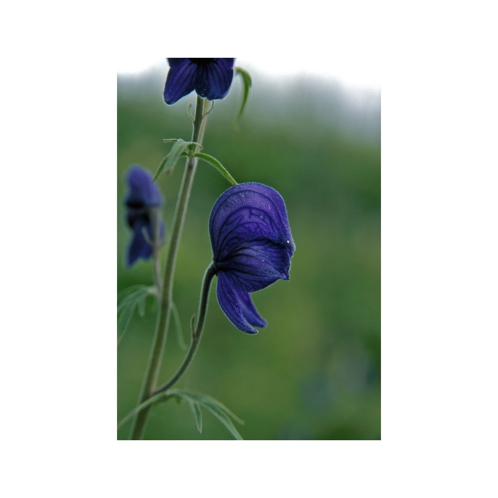 Alaska Single Essence - Monkshood (Aconitum delphinifolium) 7.4 ml