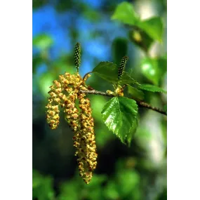 Essence unique d'Alaska -...