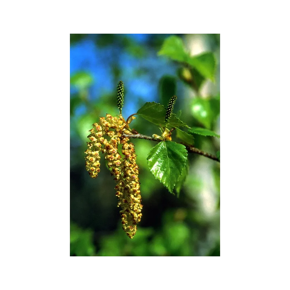 Essenza Singola dell'Alaska - Paper Birch (Betula papyrifera) 7,4 ml