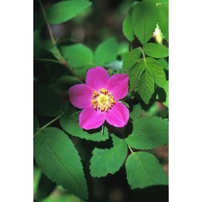Alaska Single Essence - Prickly Wild Rose (Rosa acicularis) 7.4 ml