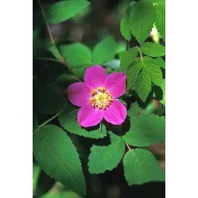 Alaska Single Essence -...