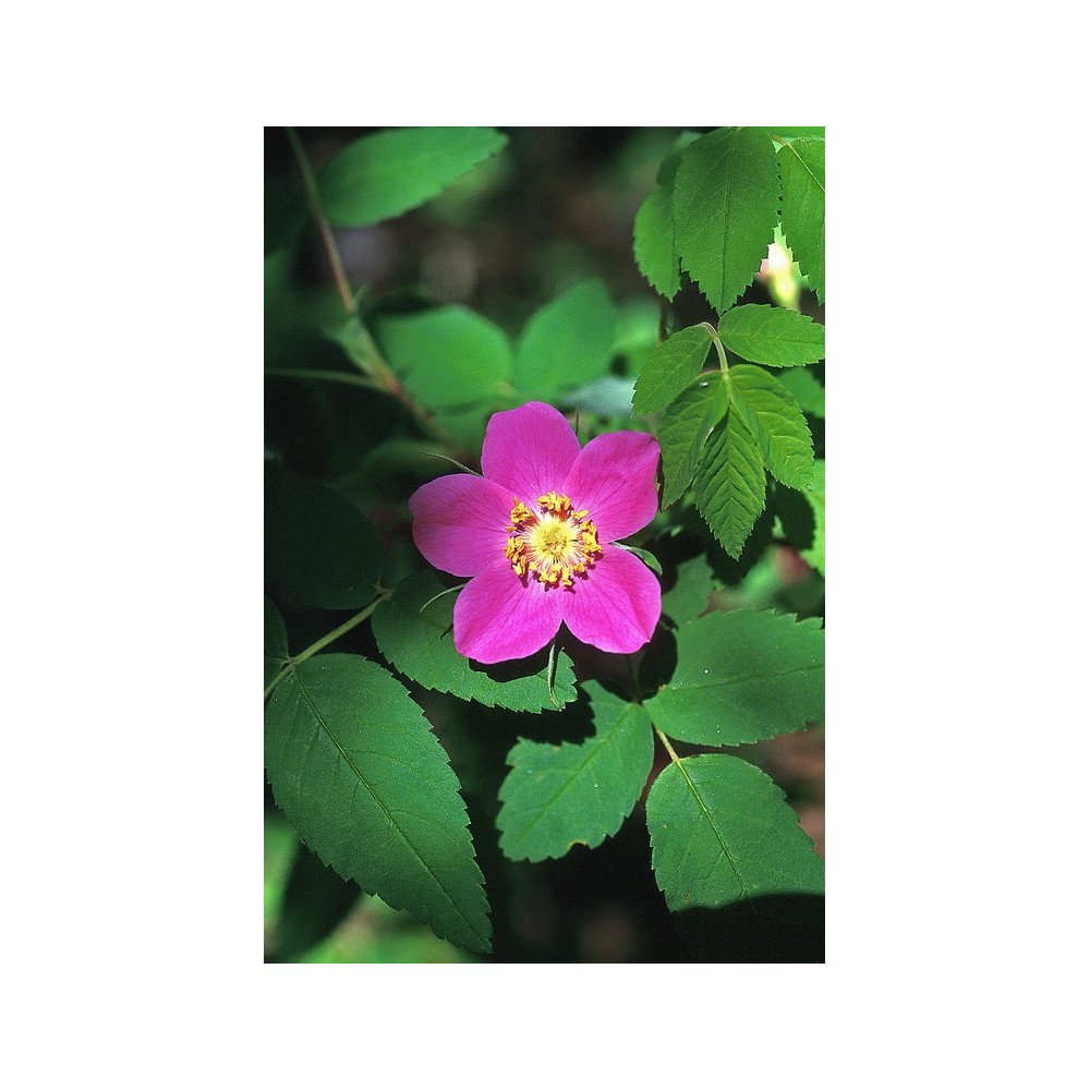 Alaska Single Essence - Prickly Wild Rose (Rosa acicularis) 7.4 ml