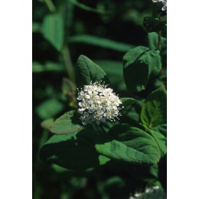 Alaska Single Essence - Spiraea (Spiraea beauverdiana) 7.4 ml