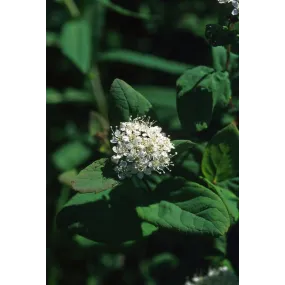 Esencia única de Alaska -...