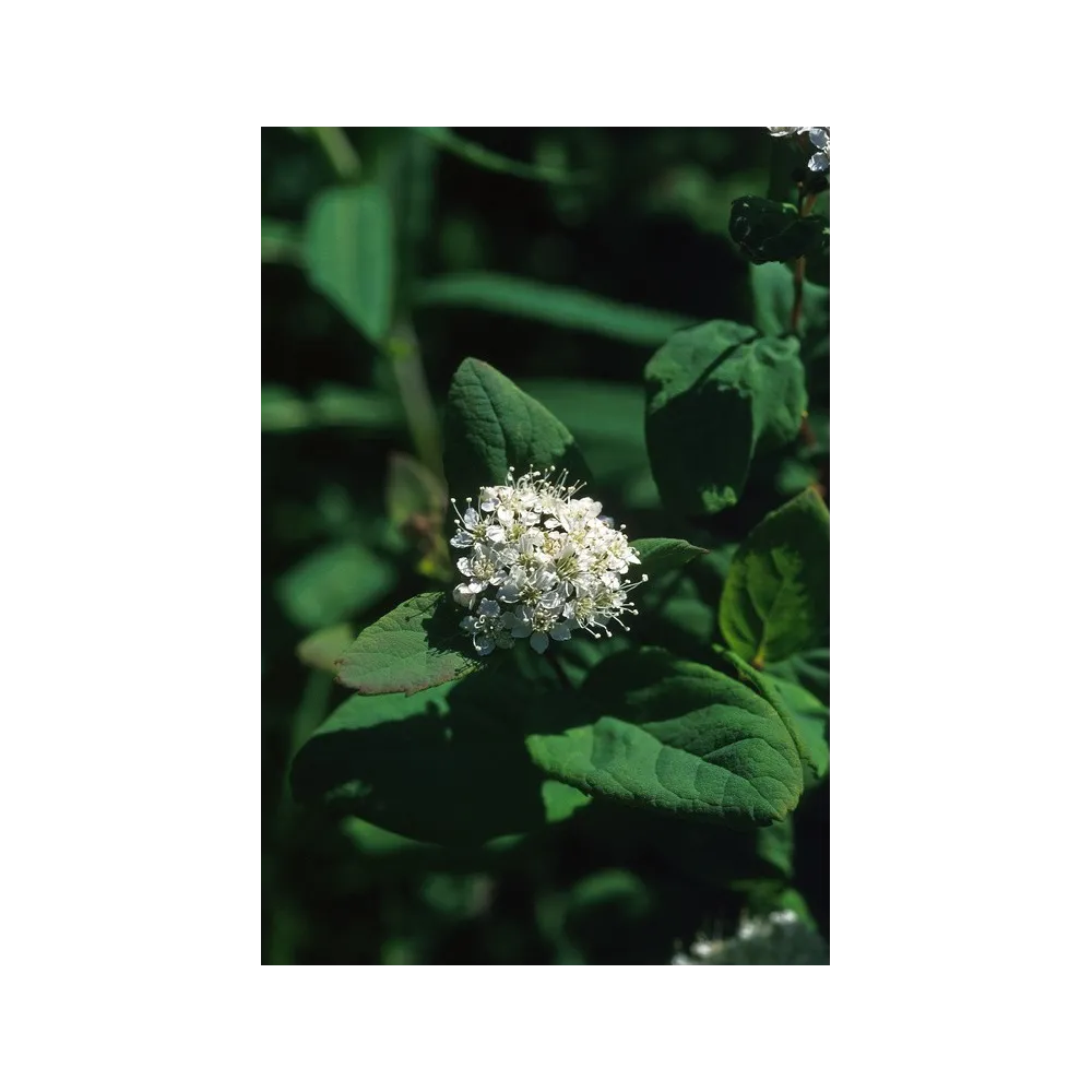 Essence unique d'Alaska - Spirée (Spiraea beauverdiana) 7,4 ml