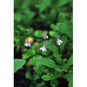 Essenza Singola dell'Alaska - Twinflower (Linnaea borealis) 7,4 ml