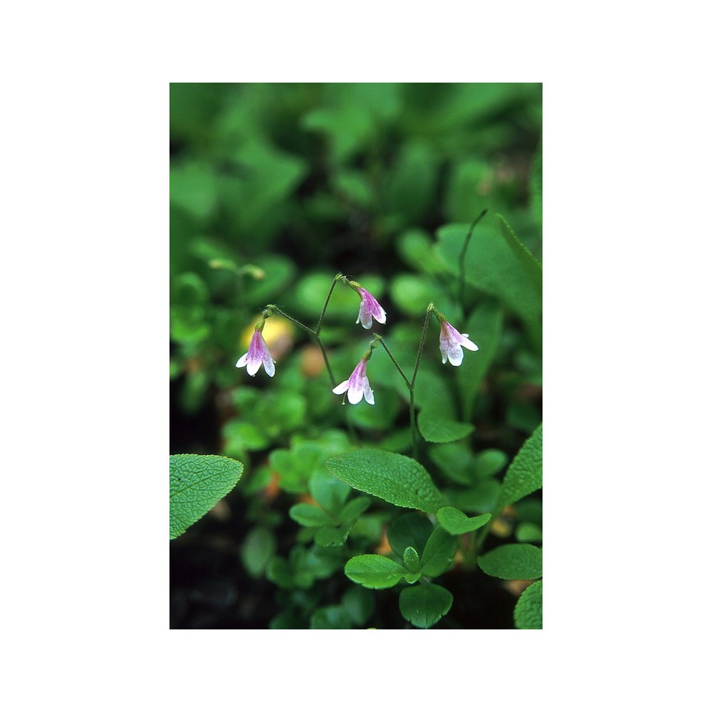 Essenza Singola dell'Alaska - Twinflower (Linnaea borealis) 7,4 ml