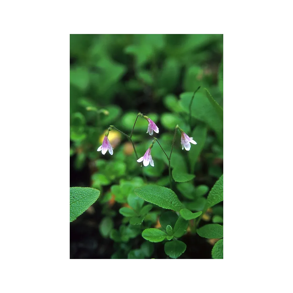 Essenza Singola dell'Alaska - Twinflower (Linnaea borealis) 7,4 ml