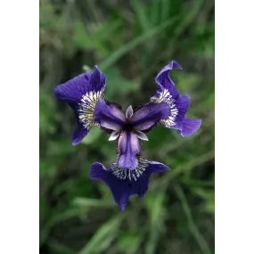 Essence unique d'Alaska -...