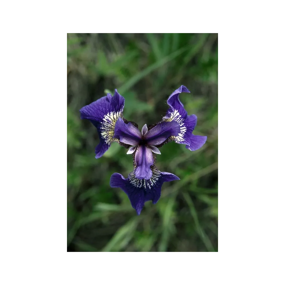 Alaska Single Essence – Wilde Iris (Iris setosa) 7,4 ml