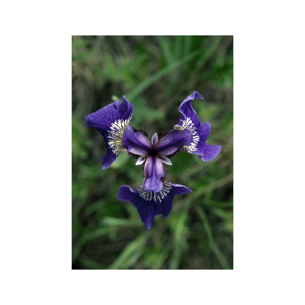 Esencia única de Alaska - Iris salvaje (Iris setosa) 7,4 ml