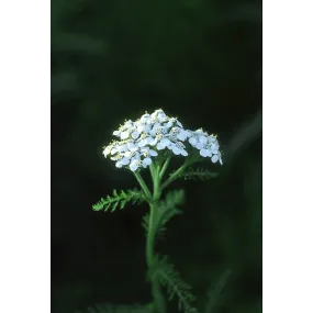 Alaska Single Essence -...
