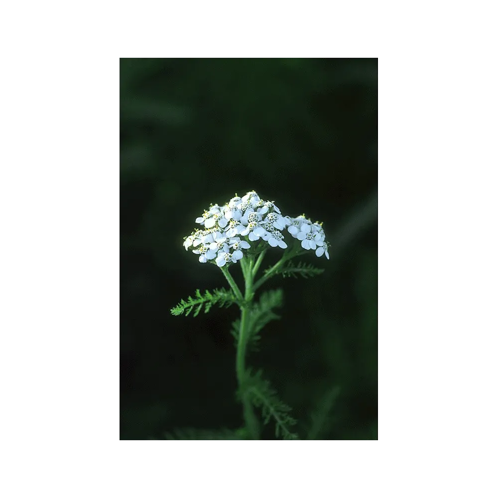 Essenza Singola dell'Alaska - Yarrow (Achillea borealis) 7,4 ml