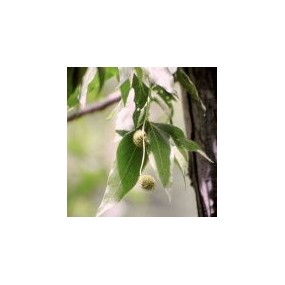 Arizona Desert Single Essence – Arizona-Ahorn (Platanus wrightii) 10 ml