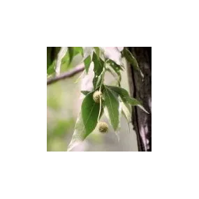 Essence simple du désert...