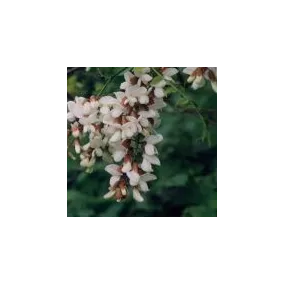 Esencia única del desierto...