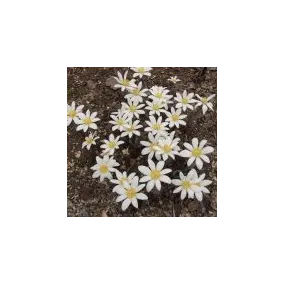 Essence simple du désert...