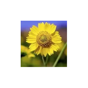 Essence simple du désert...