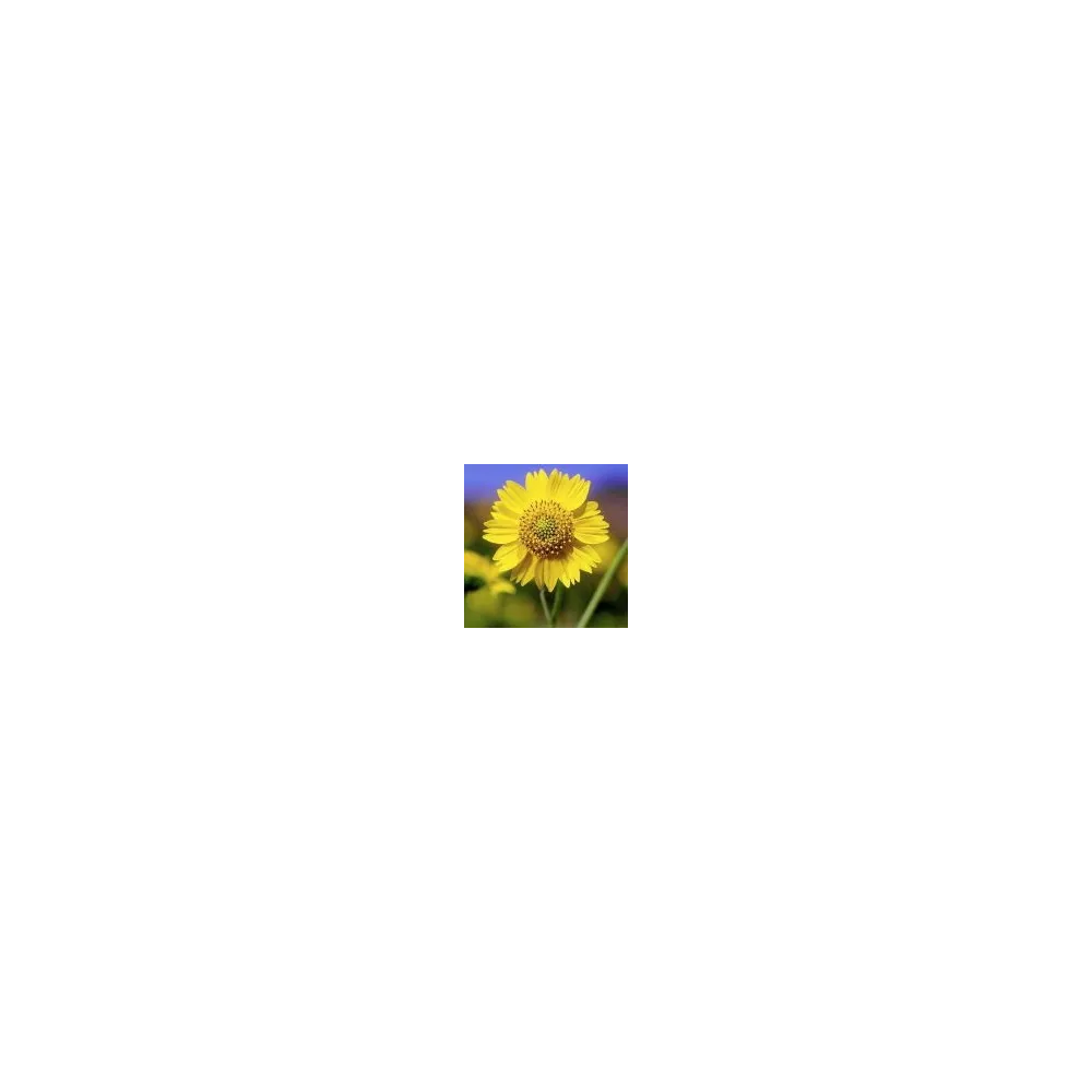 Esencia única del desierto de Arizona - Verbesina encelioides (10 ml)