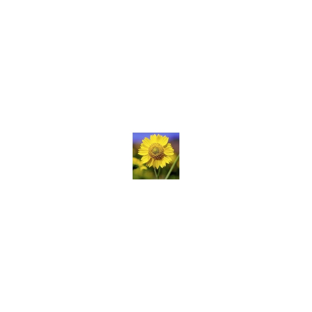 Essence unique du désert d'Arizona - Barbe couronnée (Verbesina encelioides) 10 ml