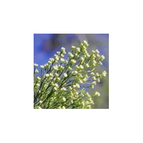 Arizona-Wüstenbesen-Extrakt...