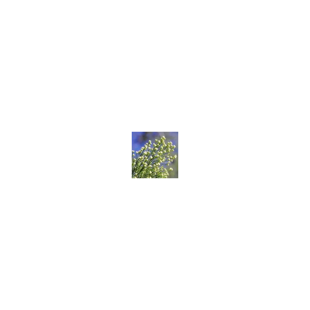 Arizona Desert Broom Single Essence (Baccharis sarothroides) 10 ml