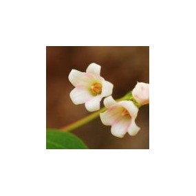 Arizona Desert Single Essence – Dogbane (Apocynum androsaemifolium) 10 ml