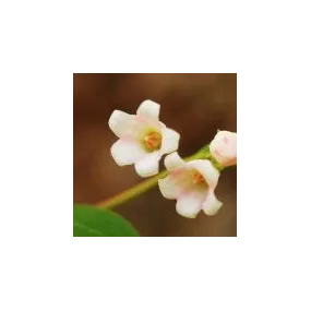 Esencia única del desierto...