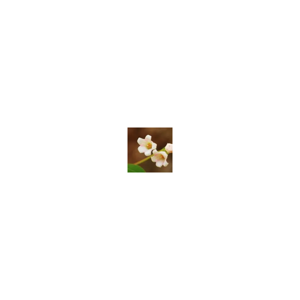 Essence simple du désert d'Arizona - Apocynum androsaemifolium 10 ml