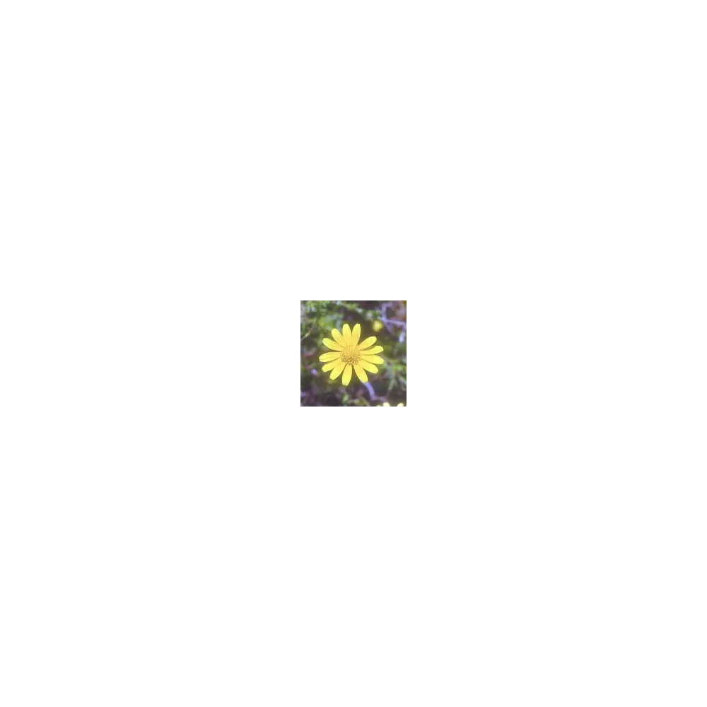 Essence simple du désert d'Arizona - Dyssodia (Dyssodia acerosa) 10 ml