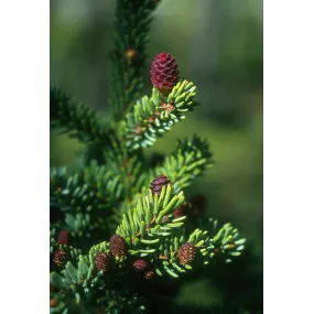 Alaska Single Essence -...