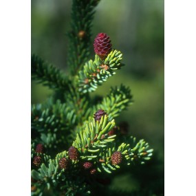 Essenza Singola dell'Alaska - Black Spruce (Picea mariana) 7,4 ml