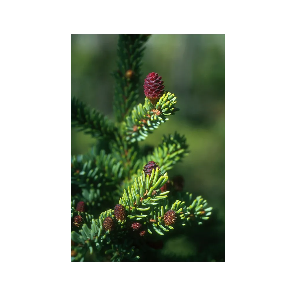 Essence unique d'Alaska - Épinette noire (Picea mariana) 7,4 ml