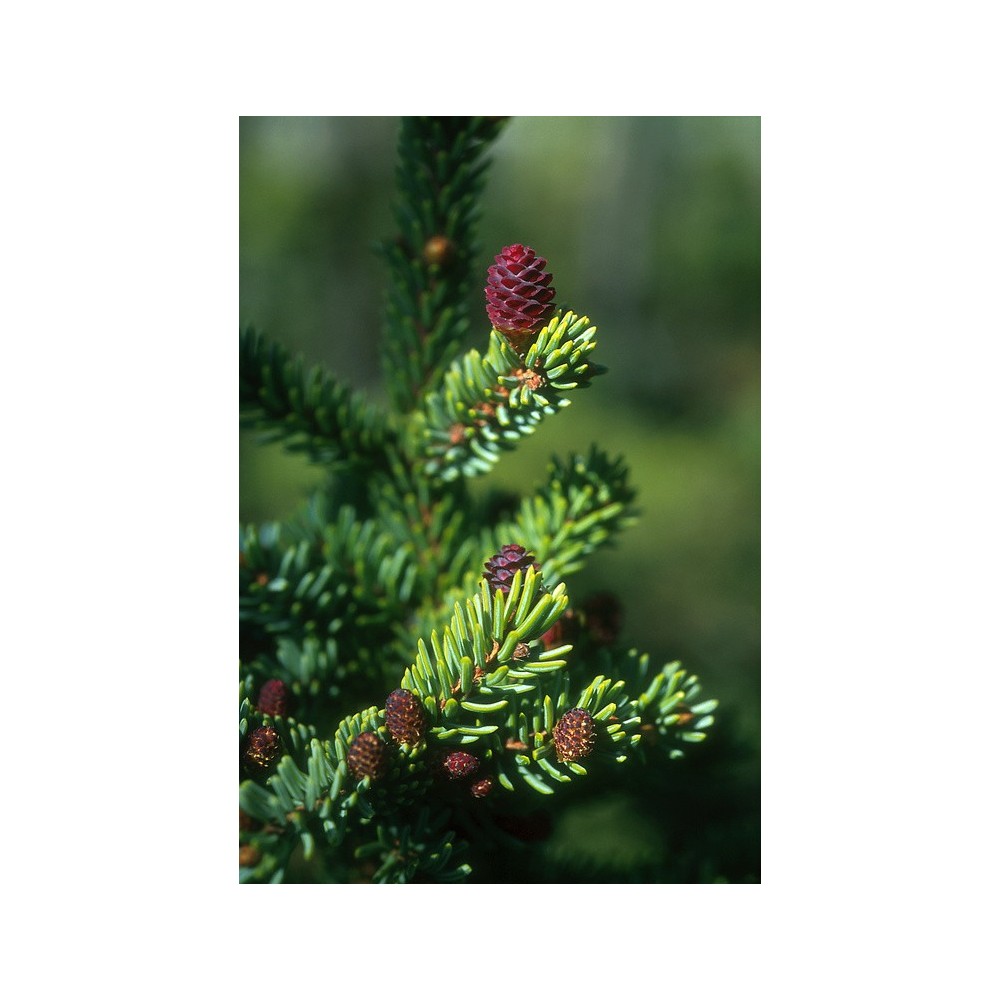 Essenza Singola dell'Alaska - Black Spruce (Picea mariana) 7,4 ml