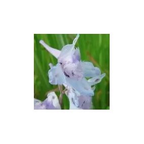 Arizona Desert Single...