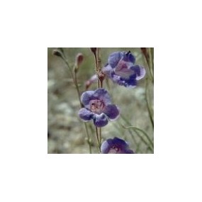 Arizona Desert Single Essence – Lavendelstab Penstemon (Penstemon dasyphyllus) 10 ml
