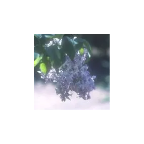 Essence unique du désert...