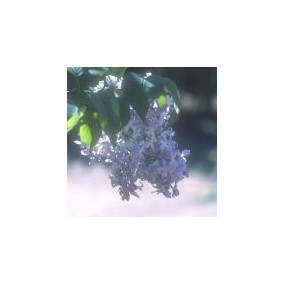 Essenza Singola del Deserto dell'Arizona - Lilac (Syringa vulgaris) 10 ml