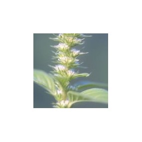 Arizona Desert Single Essence – Palmer Amaranth (Amaranthus palmeri) 10 ml