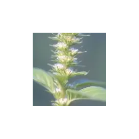 Essence simple du désert...