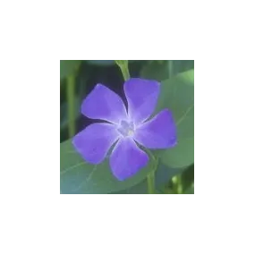 Essence simple du désert...