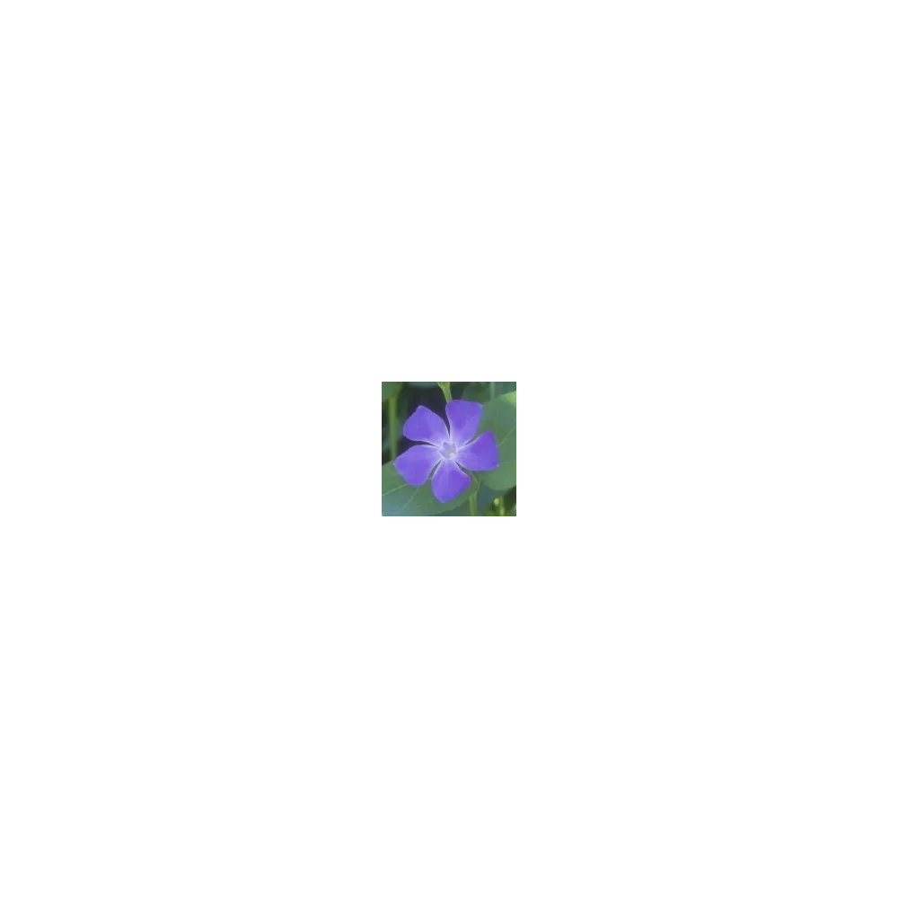 Esencia única del desierto de Arizona - Vinca major (bígaro) 10 ml