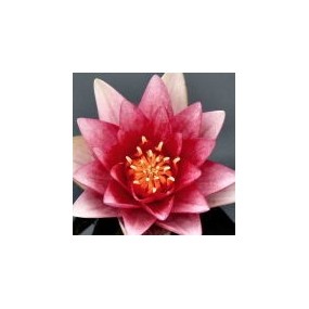 Essenza Singola del Deserto dell'Arizona - Pink Pond Lily (Nymphaea) 10 ml