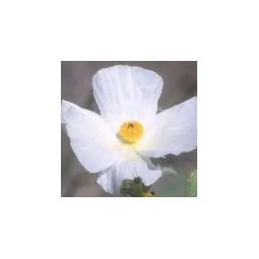 Arizona Desert Single...