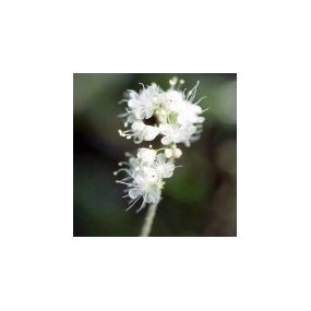 Esencia única del Desierto de Arizona - Trigo Sarraceno Silvestre (Eriogonum wrightii) 10 ml