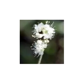 Essence simple du désert...