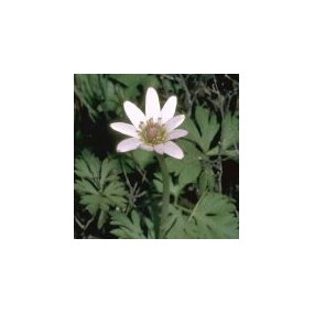 Esencia única del desierto de Arizona - Windflower (Anemone tuberosa) 10 ml