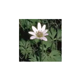 Essenza Singola del Deserto...